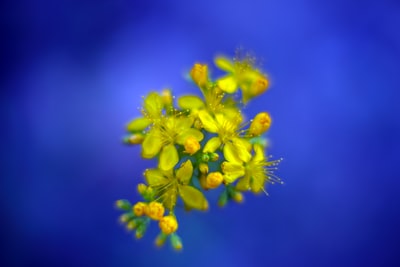 Pierced st John's wort flowers on a blue background
